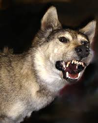 الذئب من اشــرس المخلــوقــات‏ Wolf