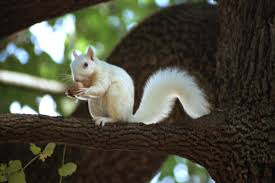 صور سناجب White%252520Squirrel