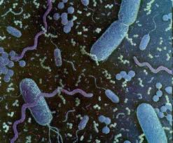 اساليب تقوية الذاكرةMicrobiology Mnemonics