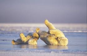 صور عن الدب القطبي F200902111621462409944902